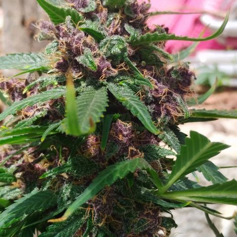 Auto Critical Orange Punch 01/08/2023 growlog timeline photo