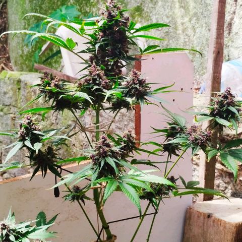 Auto Critical Orange Punch 01/08/2023 growlog timeline photo