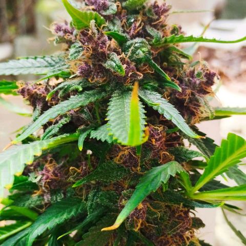 Auto Critical Orange Punch 01/08/2023 growlog timeline photo