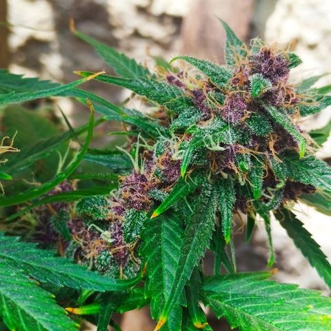 Auto Critical Orange Punch 01/08/2023 growlog timeline photo