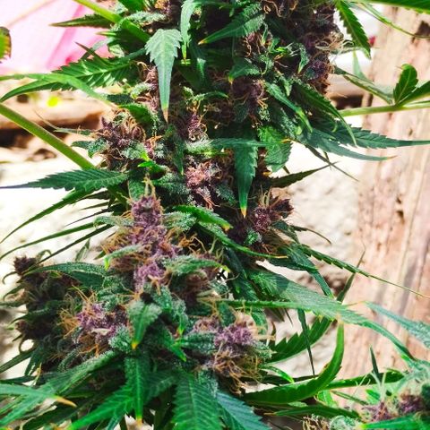 Auto Critical Orange Punch 01/08/2023 growlog timeline photo