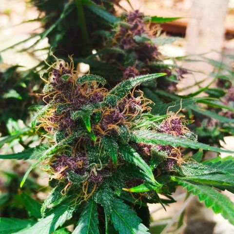 Auto Critical Orange Punch 01/08/2023 growlog timeline photo