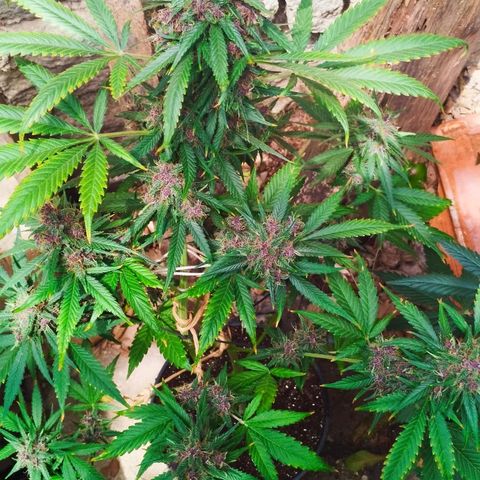 Auto Critical Orange Punch 01/08/2023 growlog timeline photo