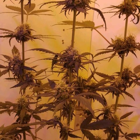 Foto do cronograma do growlog de Sour Diesel Auto 18/08/2023