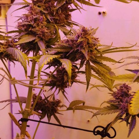 Auto Critical Orange Punch 01/08/2023 growlog timeline photo