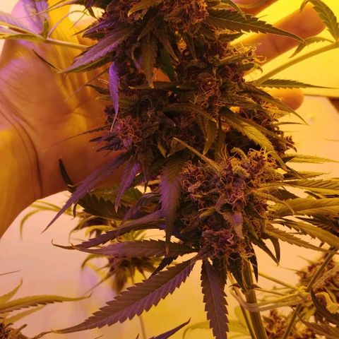 Auto Critical Orange Punch 01/08/2023 growlog timeline photo