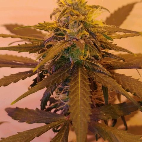 Foto do cronograma do growlog de Sour Diesel Auto 18/08/2023