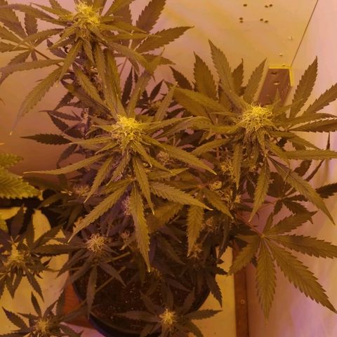 Foto do cronograma do growlog de Sour Diesel Auto 18/08/2023
