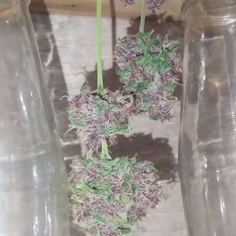 Auto Critical Orange Punch 01/08/2023 growlog timeline photo