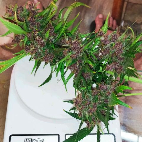 Auto Critical Orange Punch 01/08/2023 growlog timeline photo