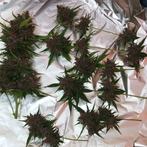 Auto Critical Orange Punch 01/08/2023 growlog timeline photo
