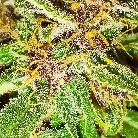 Auto Critical Orange Punch 01/08/2023 growlog timeline photo