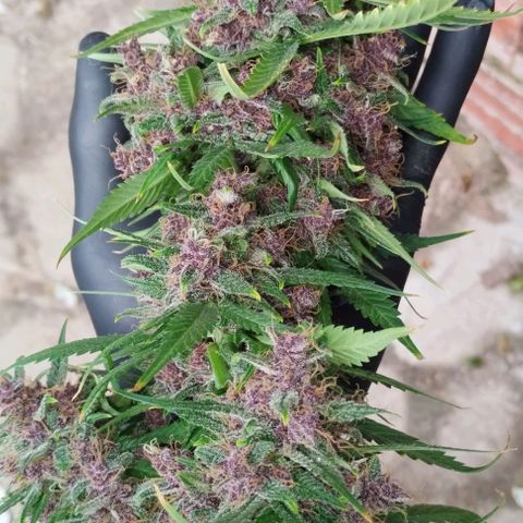 Auto Critical Orange Punch 01/08/2023 growlog timeline photo