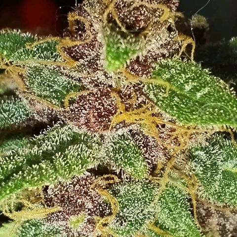 Auto Critical Orange Punch 01/08/2023 growlog timeline photo