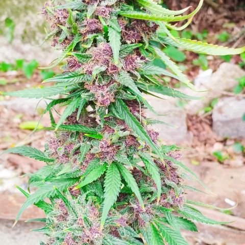 Auto Critical Orange Punch 01/08/2023 growlog timeline photo