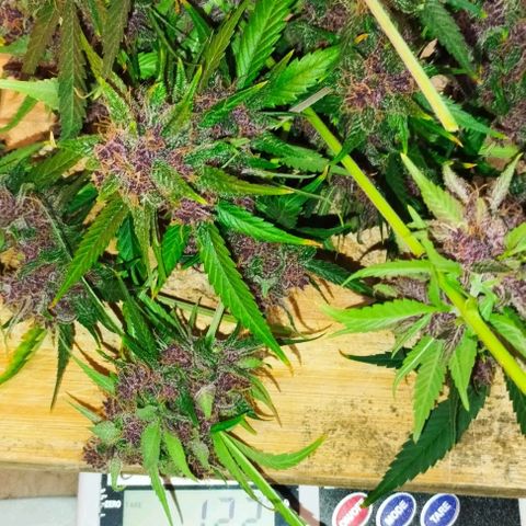 Auto Critical Orange Punch 01/08/2023 growlog timeline photo