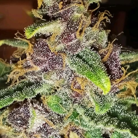 Auto Critical Orange Punch 01/08/2023 growlog timeline photo
