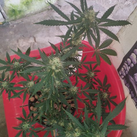 Foto do cronograma do growlog de Sour Diesel Auto 18/08/2023