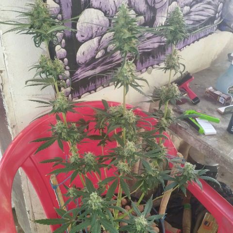 Foto do cronograma do growlog de Sour Diesel Auto 18/08/2023