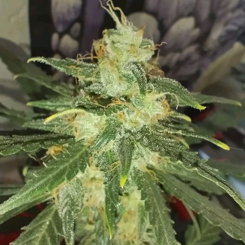 Foto do cronograma do growlog de Sour Diesel Auto 18/08/2023