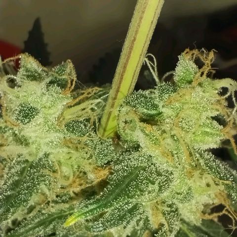 Foto do cronograma do growlog de Sour Diesel Auto 18/08/2023