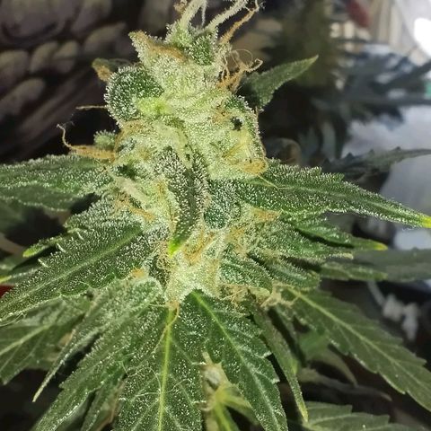 Foto do cronograma do growlog de Sour Diesel Auto 18/08/2023