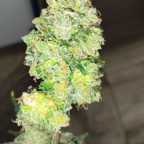 Foto do cronograma do growlog de Sour Diesel Auto 18/08/2023