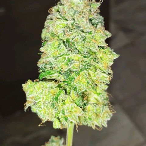 Foto do cronograma do growlog de Sour Diesel Auto 18/08/2023