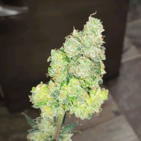 Foto do cronograma do growlog de Sour Diesel Auto 18/08/2023