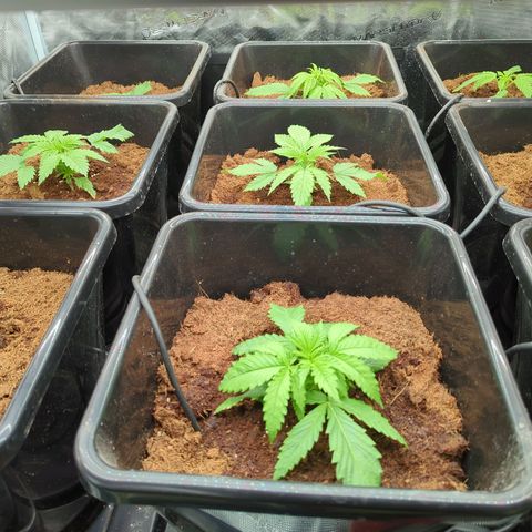 Moby Dick 120x120 9 autopot growlog timeline photo