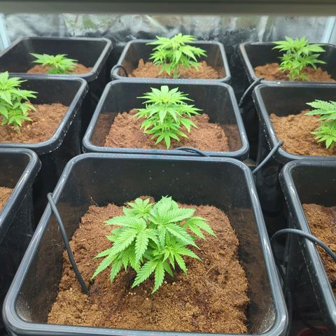 Moby Dick 120x120 9 autopot growlog timeline photo