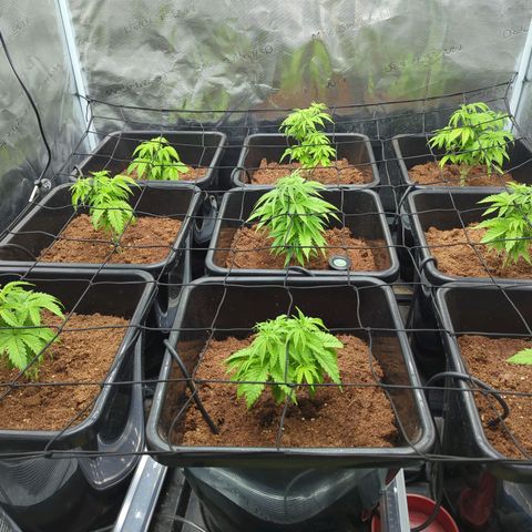 Moby Dick 120x120 9 autopot growlog photo: Net in place , will do one more topping eventually I think. They will take a while to recover from all the issues earler also. Unsure if more lolipopping is needed. Just trim damaged leaves for now
