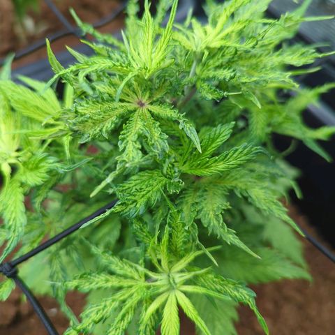 Moby Dick 120x120 9 autopot growlog photo: A bit uneven health but it's getting there