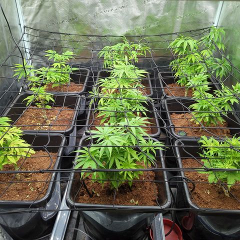 Moby Dick 120x120 9 autopot growlog photo: A bit uneven health but it's getting there