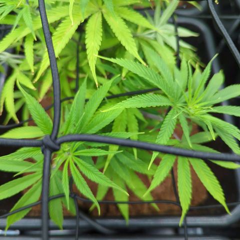 Moby Dick 120x120 9 autopot growlog photo: A bit uneven health but it's getting there