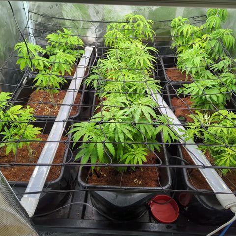 Moby Dick 120x120 9 autopot growlog photo: Uneven but getting there