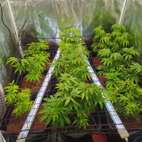 Moby Dick 120x120 9 autopot growlog timeline photo