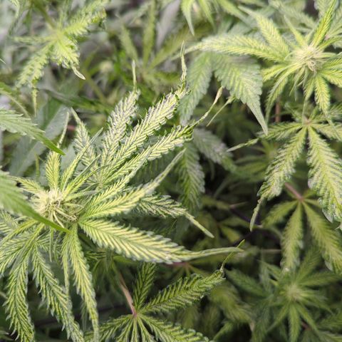 Moby Dick 120x120 9 autopot growlog photo: Preflower