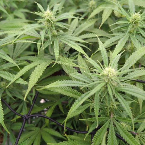 Moby Dick 120x120 9 autopot growlog photo: Preflower