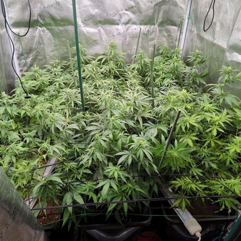 Moby Dick 120x120 9 autopot growlog timeline photo