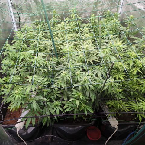 Moby Dick 120x120 9 autopot growlog photo: Ser support frame