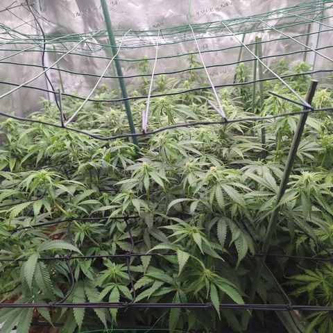 Moby Dick 120x120 9 autopot growlog photo: Ser support frame