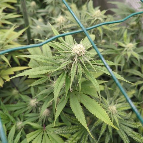 Moby Dick 120x120 9 autopot growlog timeline photo