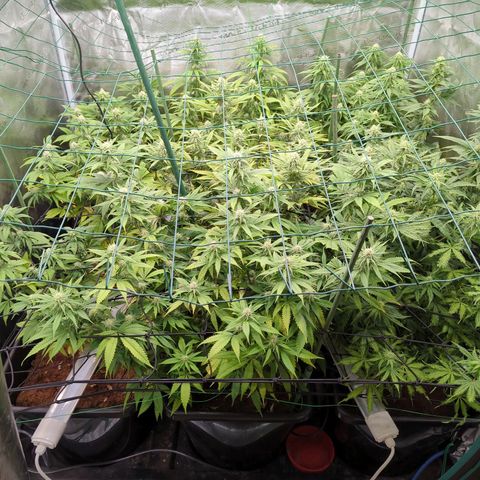 Moby Dick 120x120 9 autopot growlog timeline photo