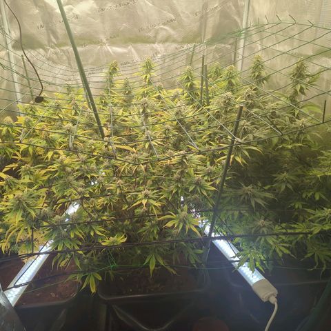Moby Dick 120x120 9 autopot growlog timeline photo