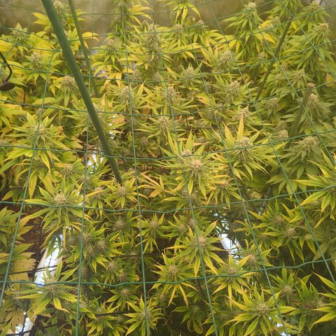 Moby Dick 120x120 9 autopot growlog timeline photo