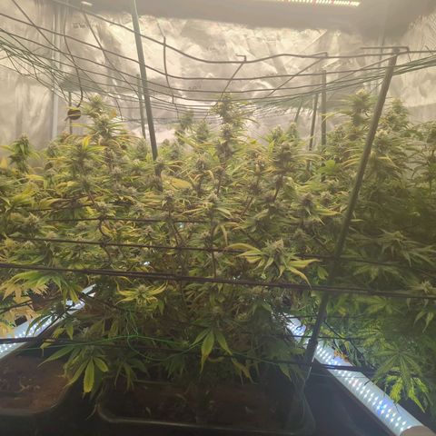 Moby Dick 120x120 9 autopot growlog timeline photo