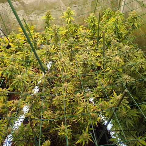 Moby Dick 120x120 9 autopot growlog timeline photo