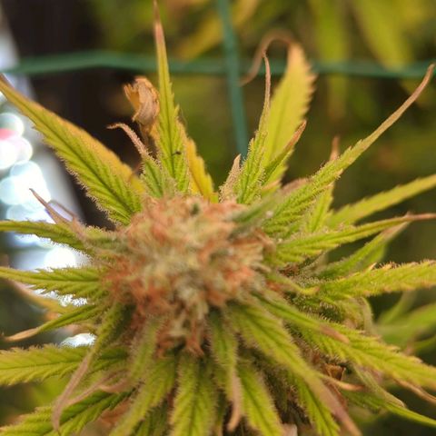 Moby Dick 120x120 9 autopot growlog timeline photo