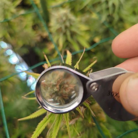 Moby Dick 120x120 9 autopot growlog timeline photo